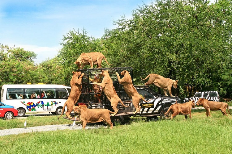 Vườn thú Safari bán hoang dã Quy Nhơn