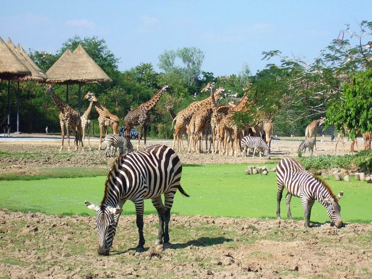 Vườn thú Safari bán hoang dã Nghệ An