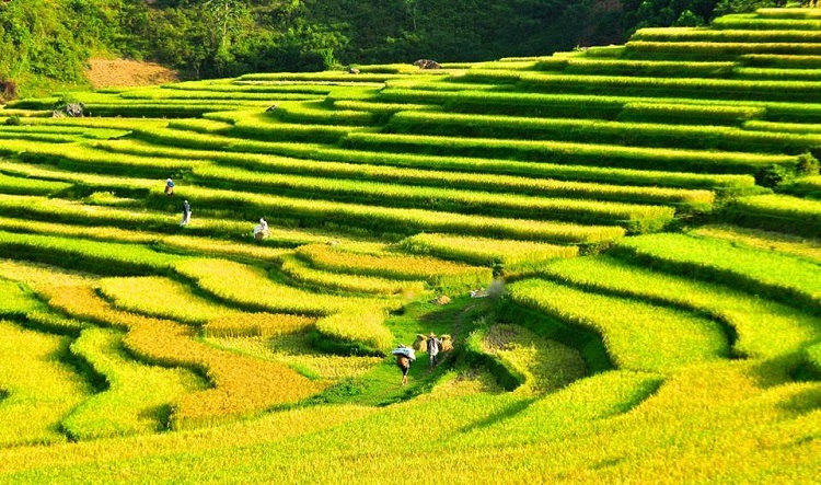 “Đặc sản” của Pù Luông là “lúa” và “bản làng”. Thời gian thích hợp nhất để đi Pù Luông là vào thời điểm lúa chín, trung tuần tháng 6 và tháng 10 hàng năm.