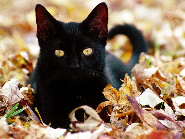 Vương quốc Anh - kiêng kị việc mèo đen chạy ngang đường đi