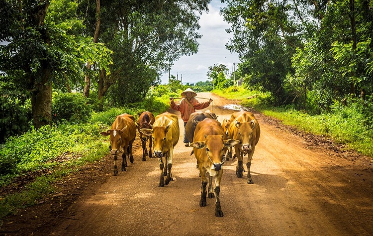 Dáng vẻ thong dong của “chàng cao bồi” và những chú bò