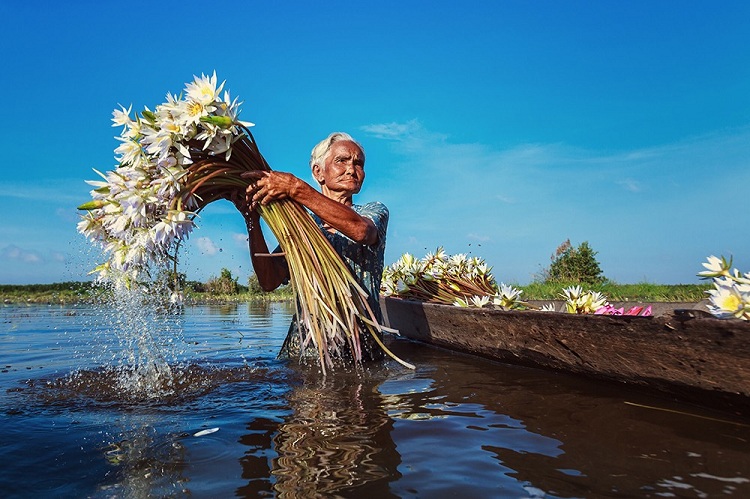 Người phụ nữ gom bông súng trên sông