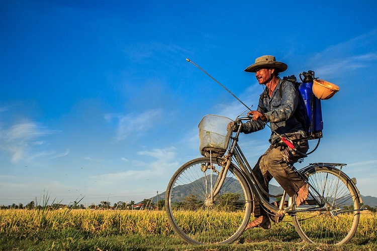 Người đàn ông trên chiếc xe đạp trở về nhà trong ráng chiều sau một ngày lao động trên cánh đồng