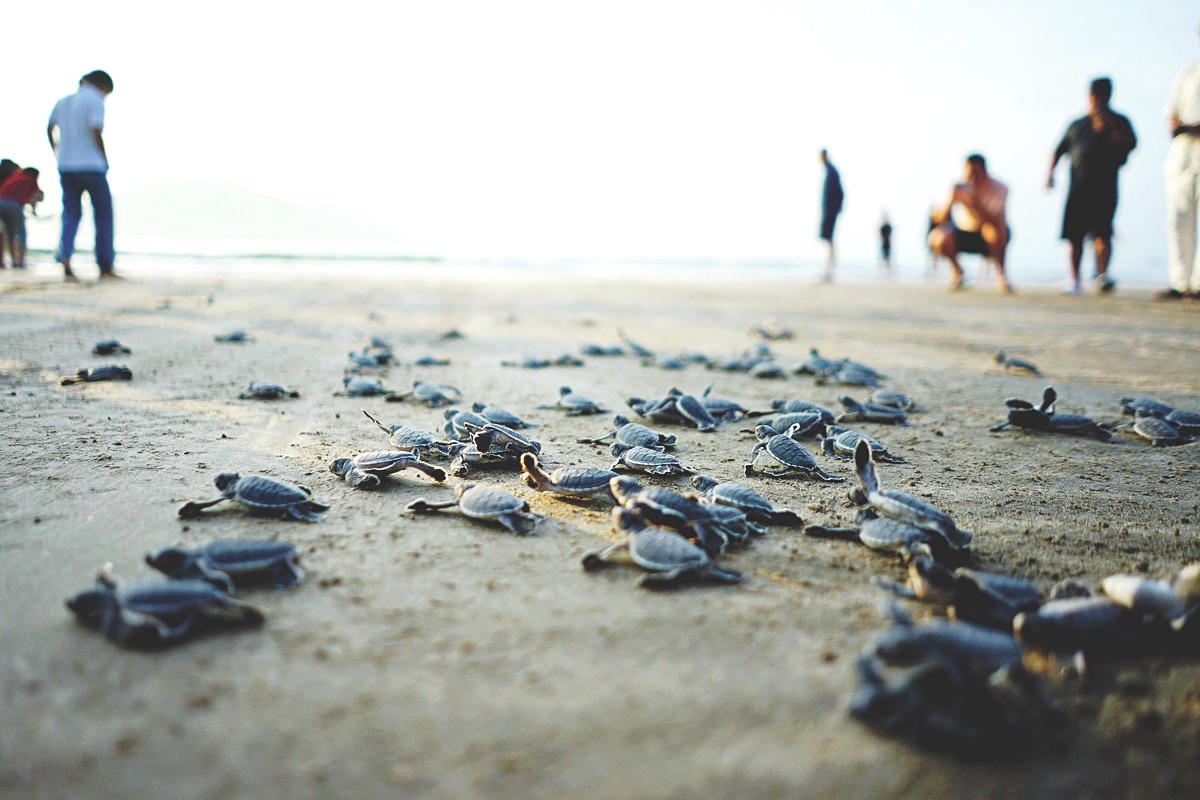 Mỗi năm Côn Đảo có hàng nghìn lượt rùa biển lên các bãi cát đẻ trứng. (Ảnh: tringuyenthuan).
