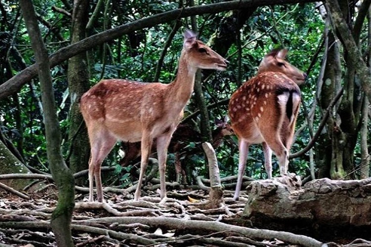 Khu Du lịch rừng tự nhiên Bằng Tạ - điểm du lịch tại Hà Nội