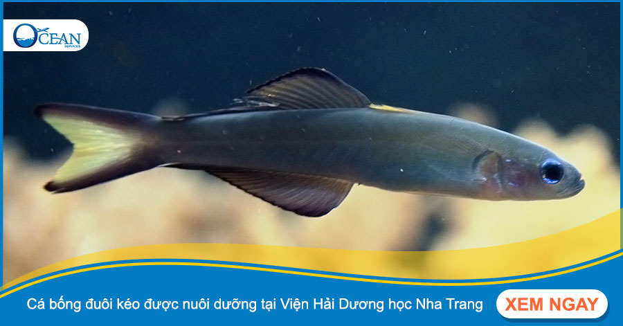 Cá bống đuôi kéo được nuôi dưỡng tại Viện Hải Dương học Nha Trang