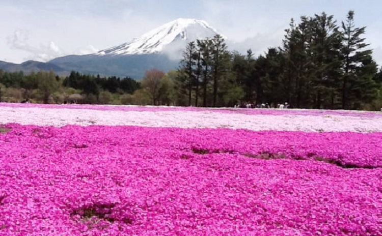 Thảm hoa dưới chân núi Phú Sĩ