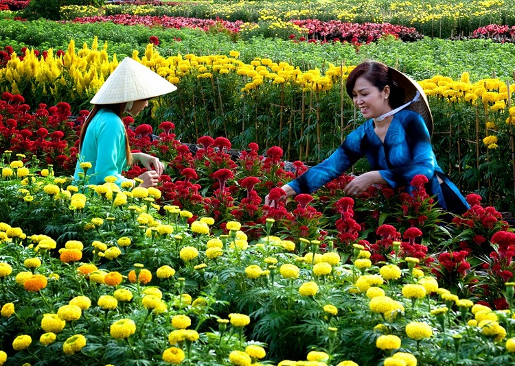 Làng hoa Tân Quy Đông đang ở thời điểm nhộn nhịp nhất trong năm