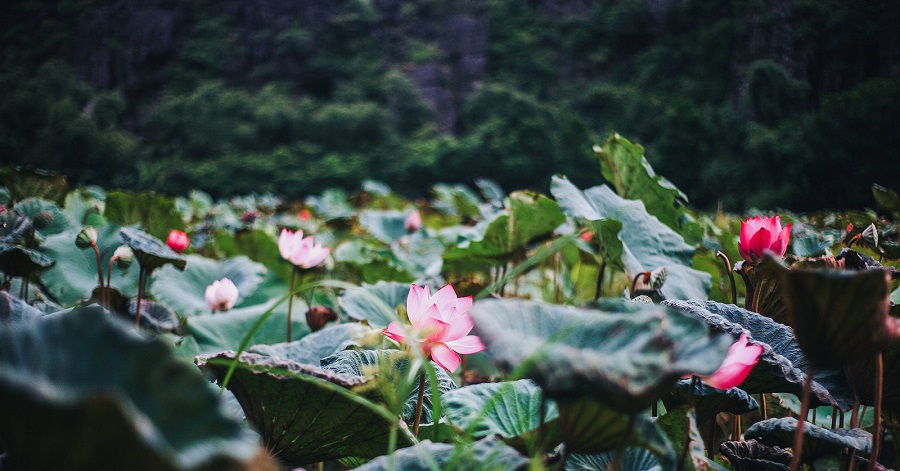 địa điểm siêu đẹp ở Tràng An