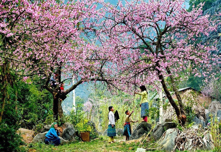        Trên đường đi sẽ có rất nhiều bản người Mông nằm ngay sát đường quốc lộ 6, thuộc khu vực xã Lóng Luông. Vào mùa hoa mận, hoa đào thì nơi đây là thiên đường hoa. Bạn có thể dạo chơi ở đây nếu thích, nhưng nhớ xin phép trưởng bản trước nhé!