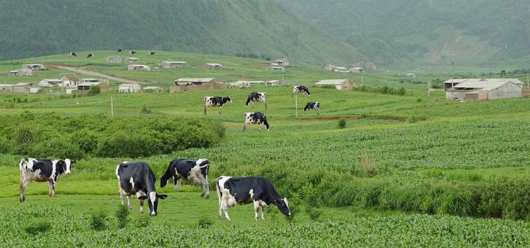 Du lịch tại Mộc Châu - nông trại nuôi bò sữa
