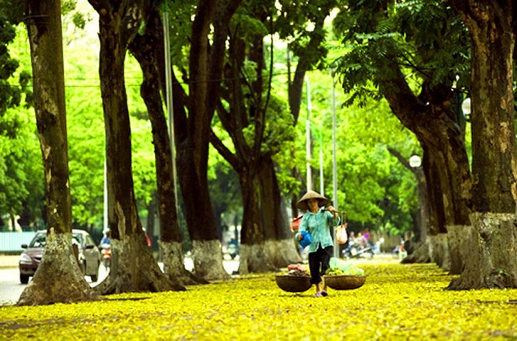 Mùa Thu Hà Nội trên Phan Đình Phùng