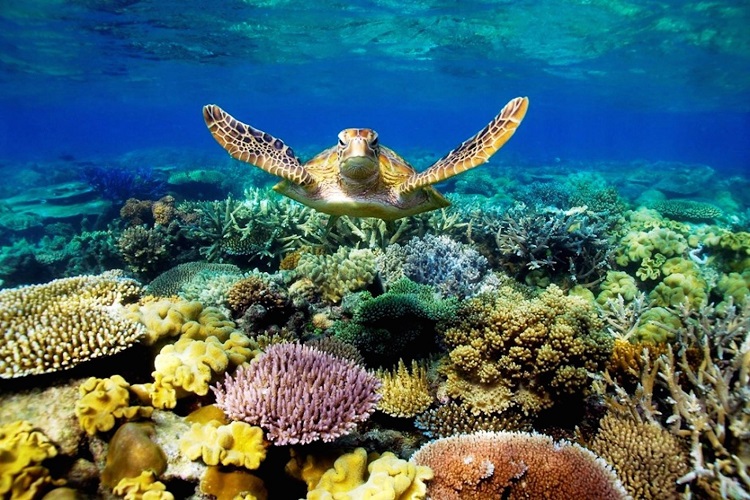 Lặn ngắm san hô là một hoạt động rất được các du khách yêu thích khi đến Côn Đảo