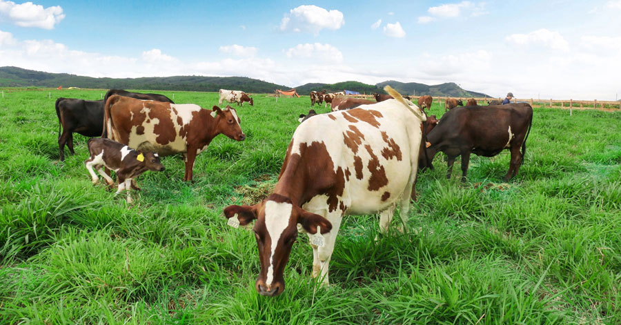 Những chú bò sữa tròn quay tại trang trại bò sữa Đà Lạt