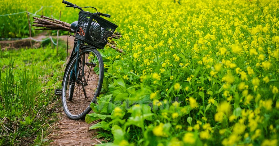 vé máy bay đà lạt hà nội