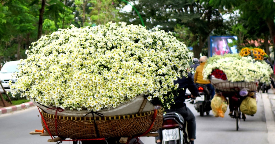 Mùa hoa cúc họa mi trên phố phường Hà Nội