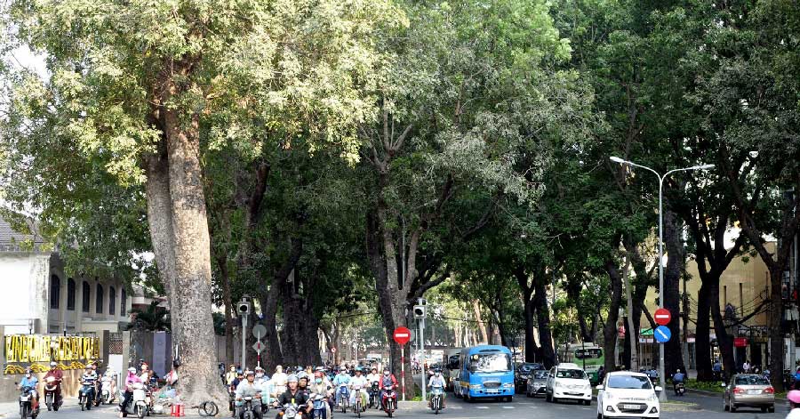 Phố Tôn Đức Thắng rợp bóng cây xanh tại Sài Gòn