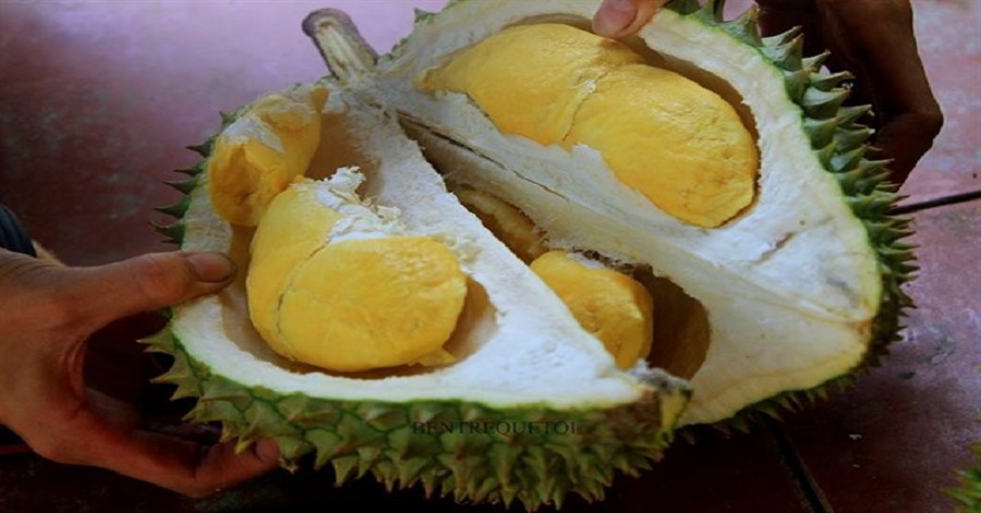 vườn sầu riêng ăn tại chỗ gần Sài Gòn