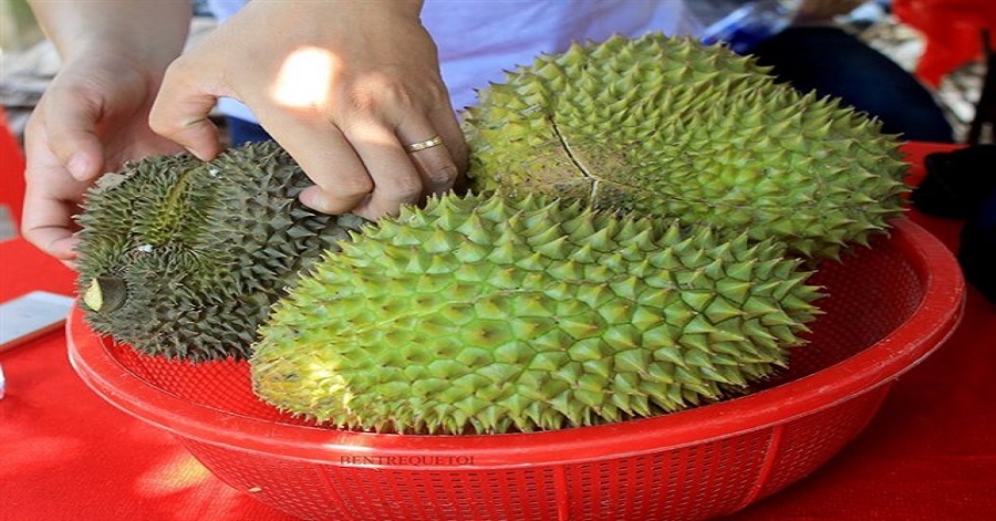 vườn sầu riêng ăn tại chỗ gần Sài Gòn