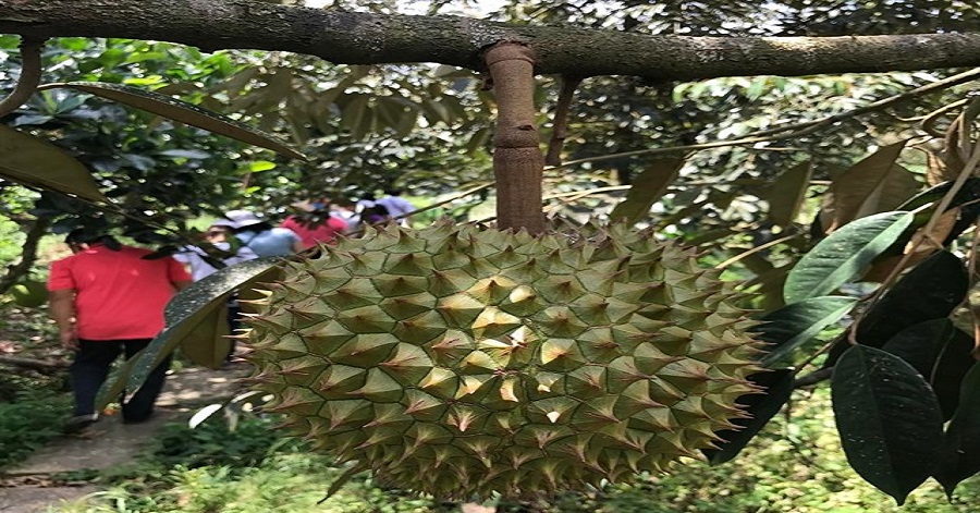 vườn sầu riêng ăn tại chỗ gần Sài Gòn