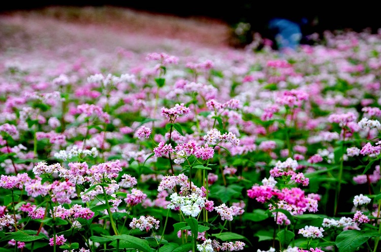 Mùa hoa tam giác mạch - Hà Giang