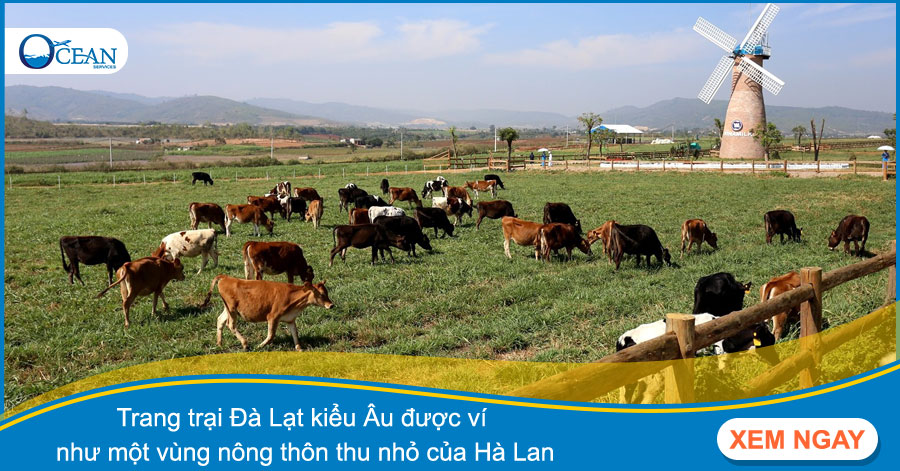 Ghé thăm 3 trang trại Đà Lạt được nhiều người check-in nhất 2017